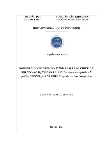 Luận văn Nghiên cứu chuyển gen EcHB1 làm tăng chiều dài sợi gỗ vào Bạch Đàn lai up (Eucalyptus Urophylla x E.pellita) thông qua vi khuẩn Agrobacterium Tumefaciens